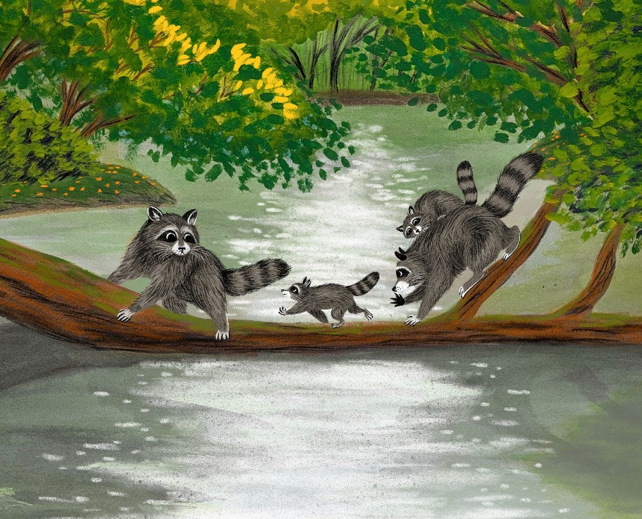 Illustration of raccoons on a branch over water with a forest background